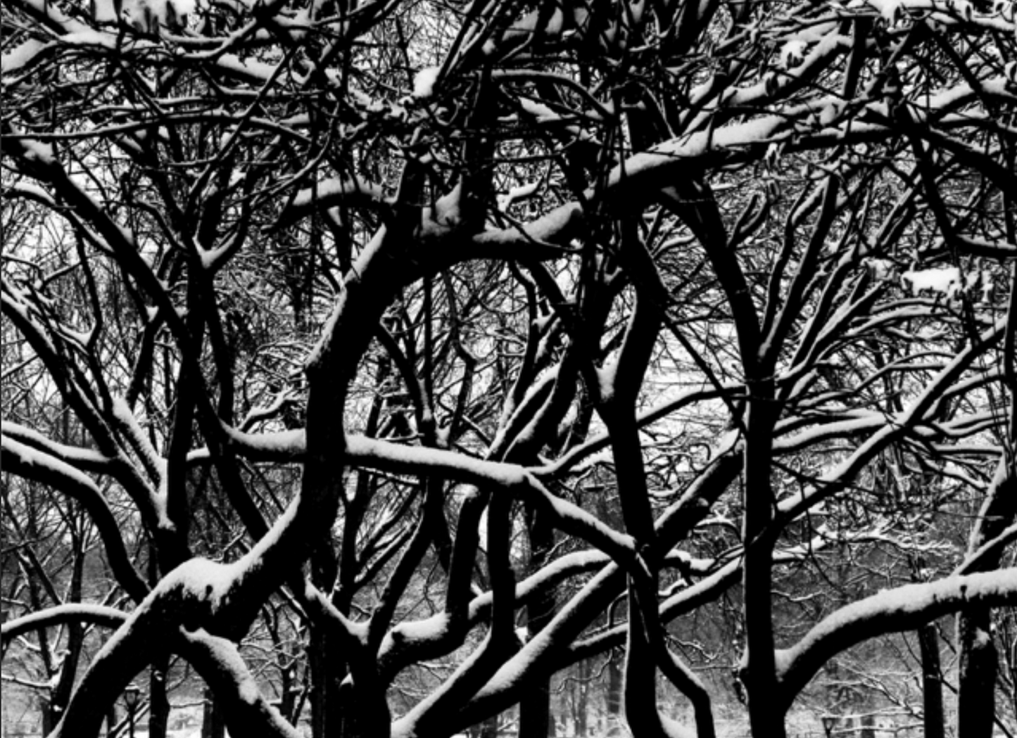 CENTRAL PARK WEB