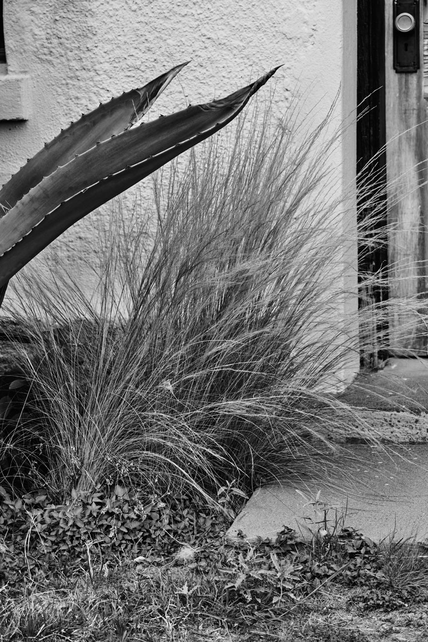 ARID ELEGANCE