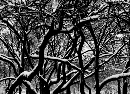 CENTRAL PARK WEB