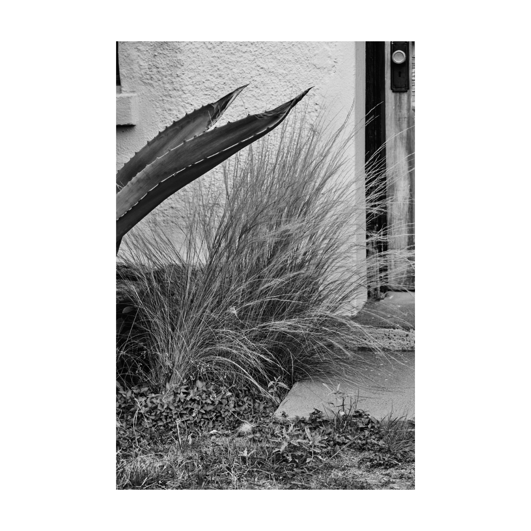 ARID ELEGANCE
