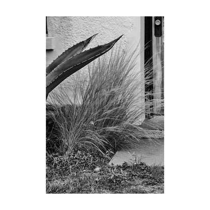 ARID ELEGANCE