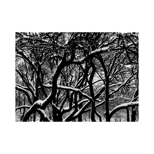 CENTRAL PARK WEB